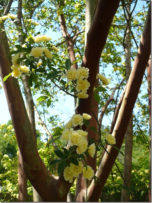 My Lady Banks Rose A Cultivated Nest